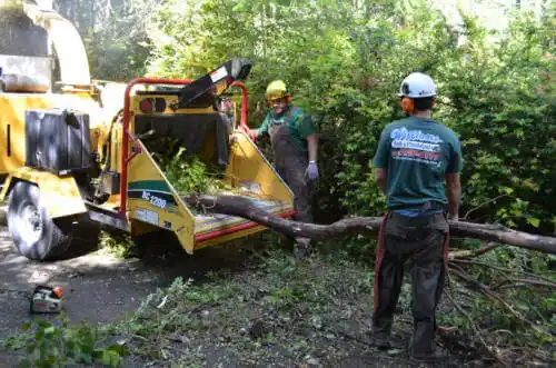 tree services Boyden